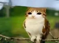 tải xuống (2).webp