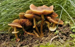độc MUSHROOMSS.webp