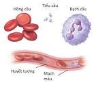 Cấu tạo của máu như thế nào và vai trò của máu với cơ thể